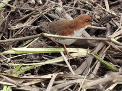 Laterallus leucopyrrhus