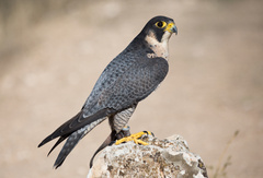 Peregrine Falcon - Photo (c) Carlos Delgado, some rights reserved (CC BY-SA)
