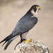 Peregrine Falcon - Photo (c) Carlos Delgado, some rights reserved (CC BY-SA)