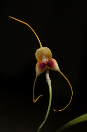 Masdevallia lychniphora