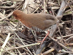 Laterallus leucopyrrhus