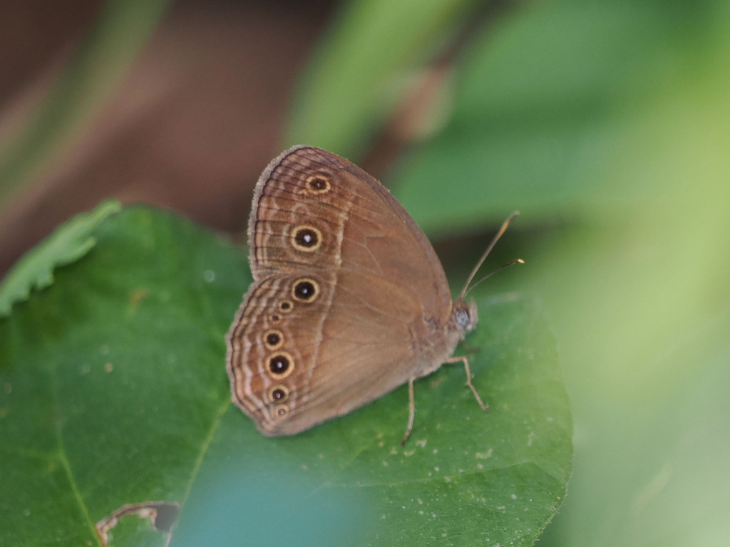 Tagala Bushbrown