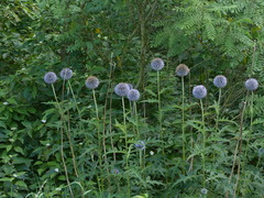 Echinops bannaticus