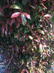 Photinia × fraseri