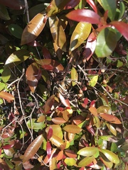 Photinia × fraseri