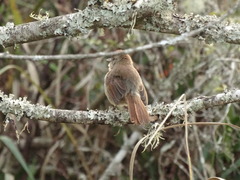 Thamnophilus ruficapillus