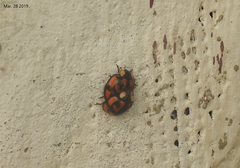 Aiolocaria hexaspilota