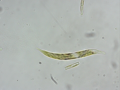 Euglena mutabilis