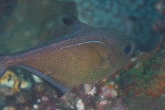 Pempheris vanicolensis