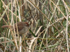 Thamnophilus ruficapillus