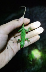 Three Keeled Mountain Lizard photo 3