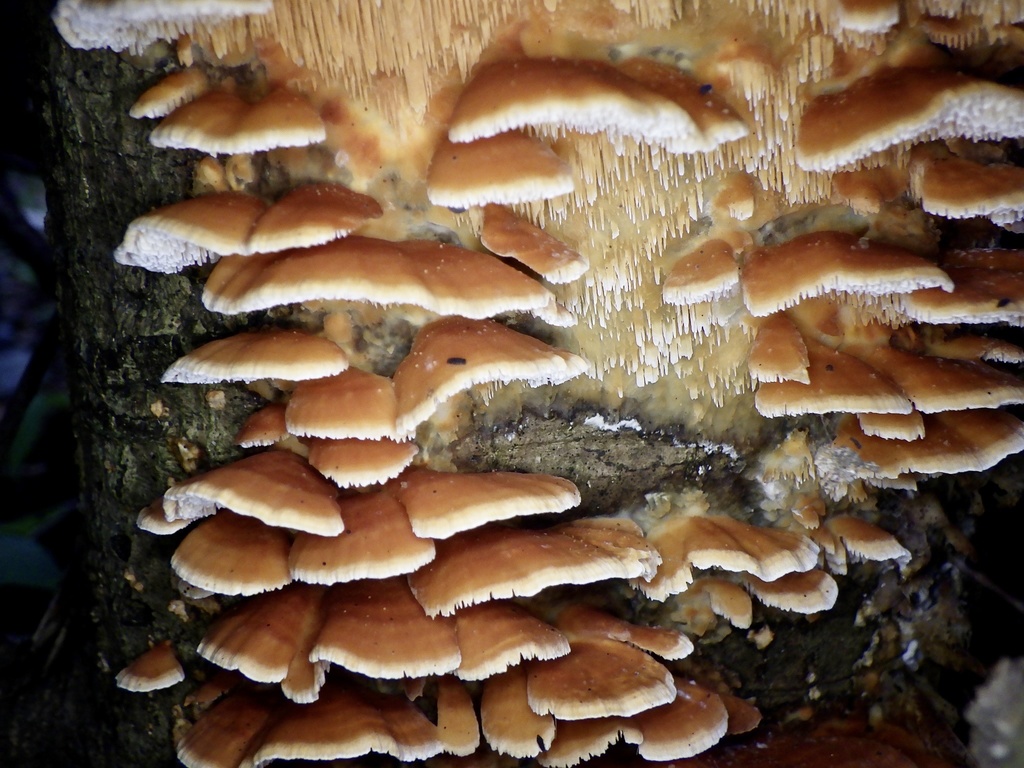 Irpex consors · November 2023 · photo: © re_nebel (iNaturalist, cc-by)