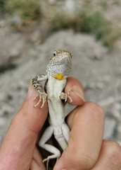 Smooth-Venter Mountain Dragon photo 2