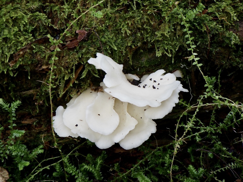 Pleurocybella porrigens · November 2023 · photo: © re_nebel (iNaturalist, cc-by)