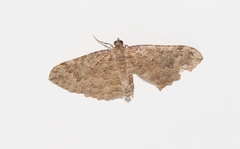 Austrocidaria