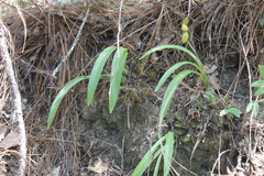Oncidium graminifolium
