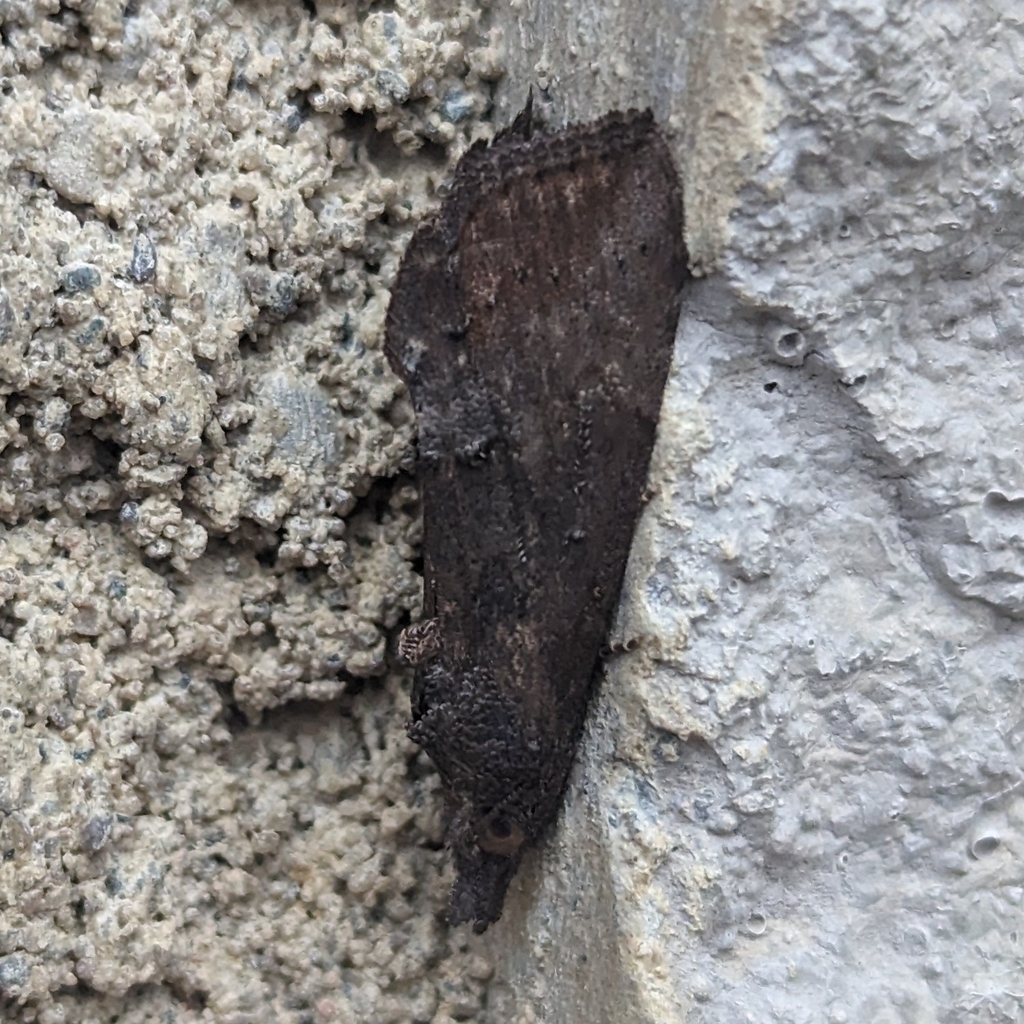 Green Cloverworm Moth