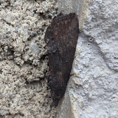 Green Cloverworm Moth
