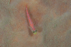 Helcogramma striata