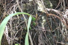 Oncidium graminifolium