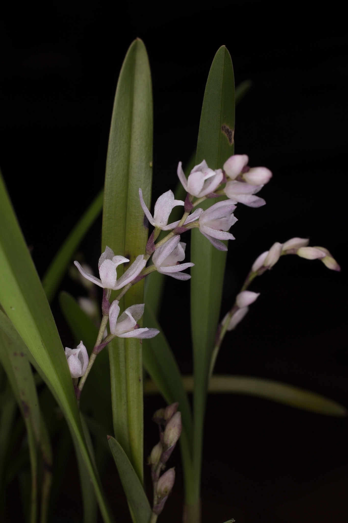 Cyrtochilum pusillum (C.Schweinf.) Dalström 4