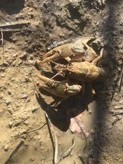 Lacunicambarus polychromatus