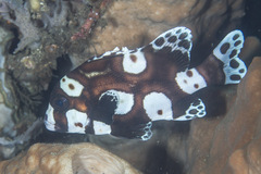Plectorhinchus chaetodonoides