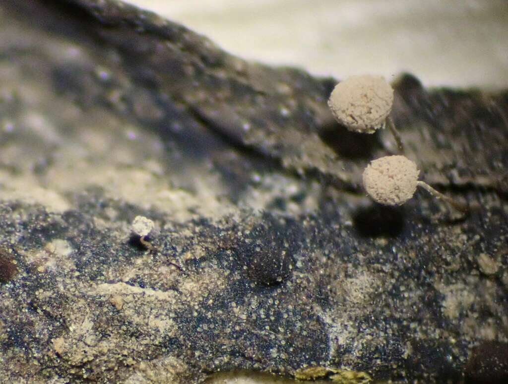 Arcyria afroalpina