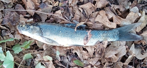 Mesopotamian barb (Capoeta damascina) — Cyprinidae — 2