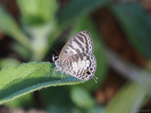 Nacaduba sericina