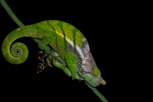 O'Shaughnessy's Chameleon