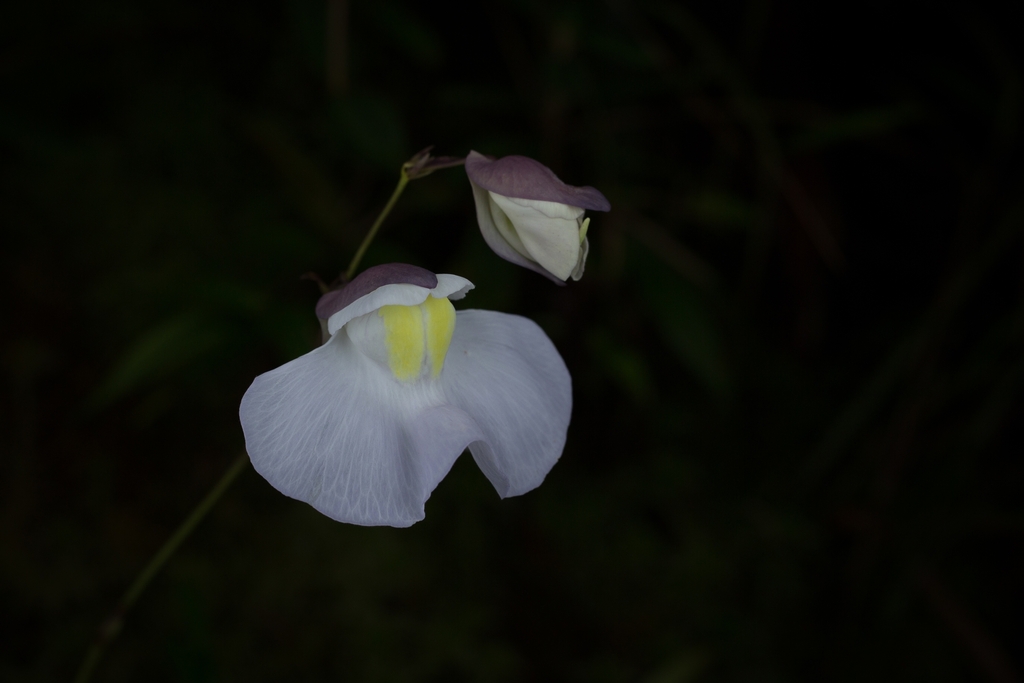 Utricularia amotape-huancabambensis T.Henning, E.Rodr. & J.P.Allen