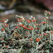 British Soldier Lichen - Photo (c) Hans Ritter, some rights reserved (CC BY-NC), uploaded by Hans Ritter
