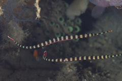 Dunckerocampus dactyliophorus