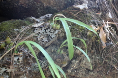 Oncidium graminifolium
