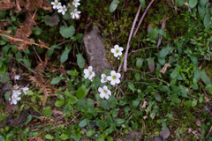 Saxifraga granulata