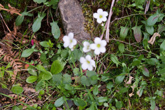 Saxifraga granulata