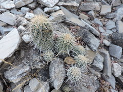 Coryphantha glassii