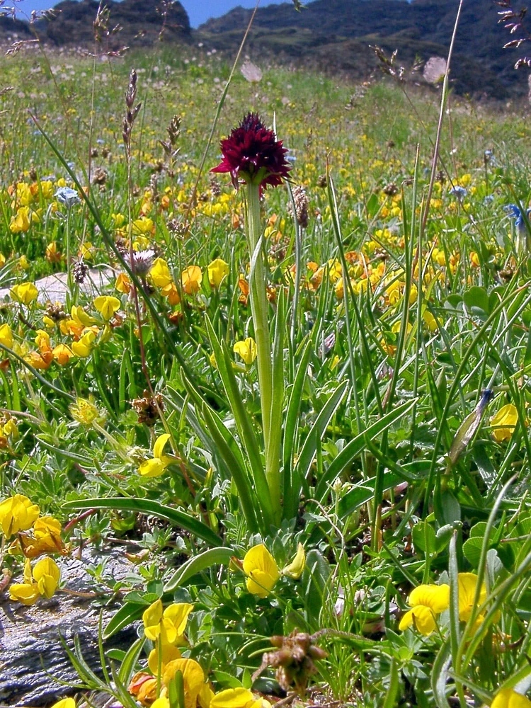Gymnadenia austriaca (Gymnadenia austriaca)