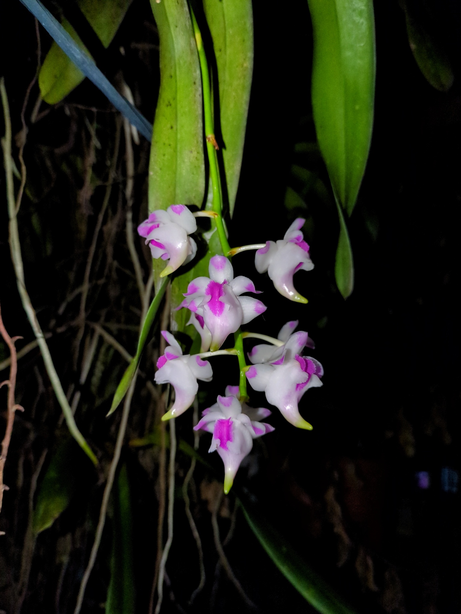 Aerides lawrenceae Rchb.f. 3
