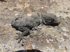 Tarentola gomerensis