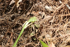 Oncidium graminifolium