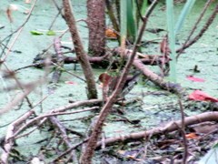 Laterallus leucopyrrhus