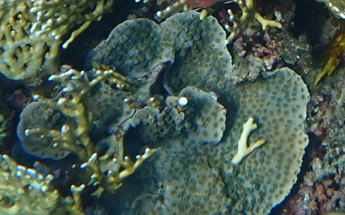 hedgehog coral
