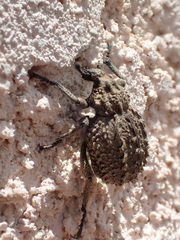 Brachycerus muricatus