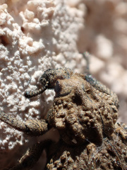 Brachycerus muricatus
