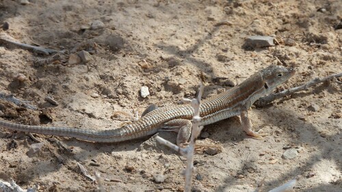 Bosc’s Fringe-toed lizard