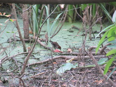 Laterallus leucopyrrhus