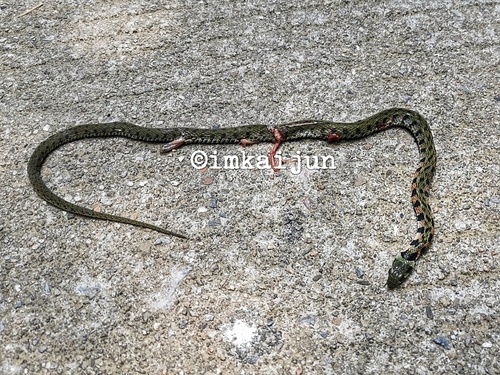 Chinese Tiger Keelback