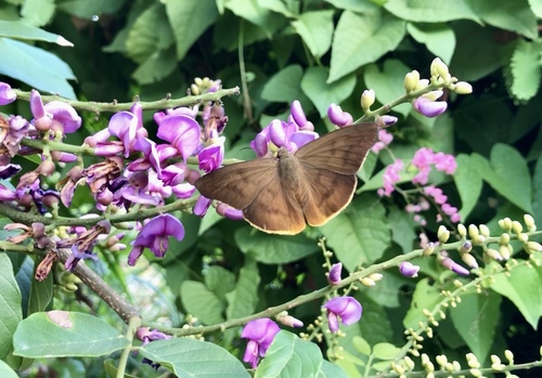Ocyba calathana